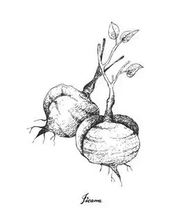 白色背景下的新鲜豆薯手画照片