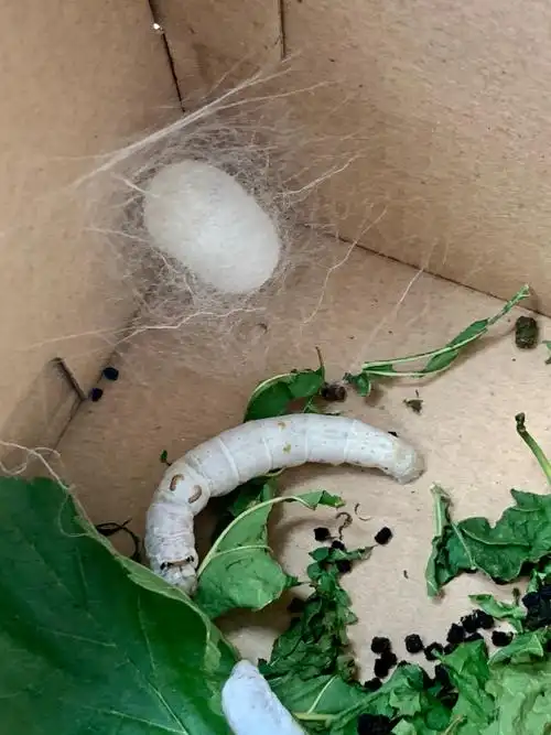 只见它们身体不断运动,头来回晃动,都差不多三天了,蚕吐丝越来越多