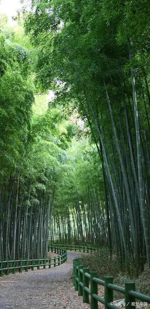 585_1200竖版 竖屏