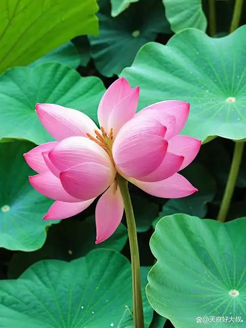 北城的这个公园里却有很多株象征夫妻恩爱,喜庆吉祥,兄弟和睦的双生花