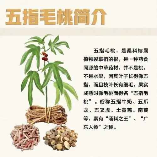 五指毛桃泡酒有什么功效苏州安嘉惠耳听力培训