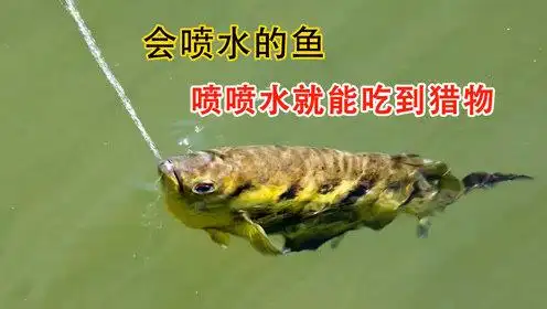 会喷水的鱼喷水就能吃到猎物