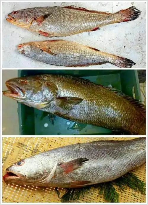 敏鱼(鮸鱼,米鱼)赤嘴鳘,金钱鳘特别昂贵