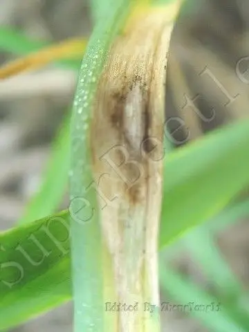 图2 大蒜叶枯病,黑色霉状物