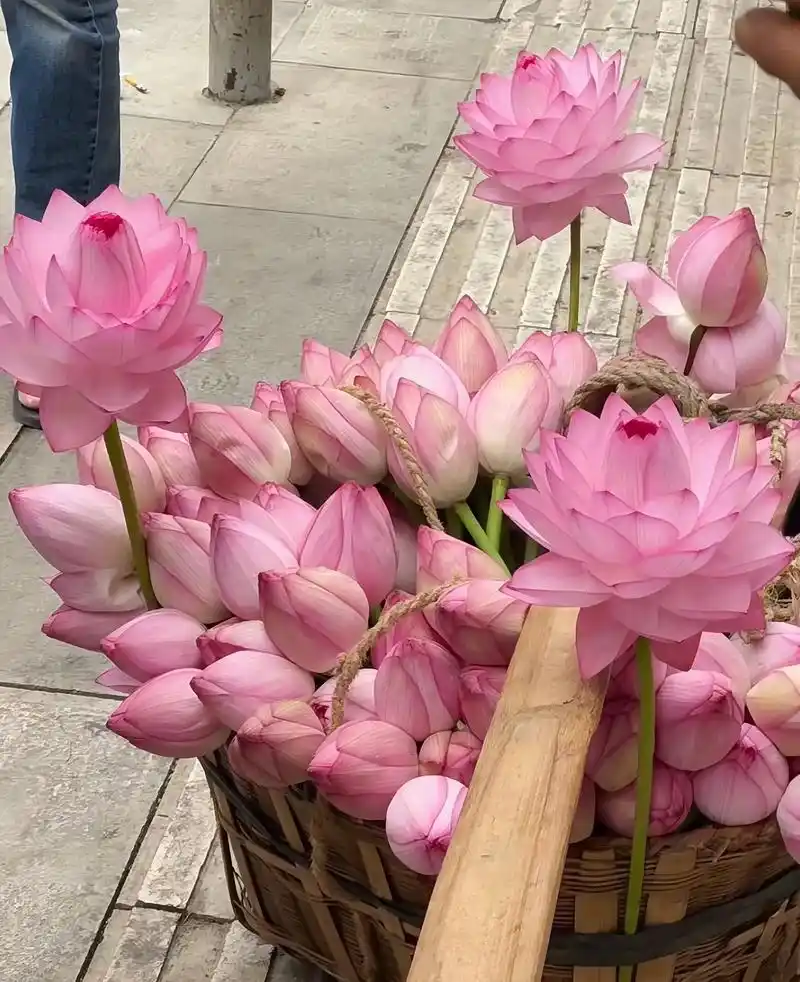 人间六月天 奇遇卖荷人.第一次把莲花拿在手中,它像落入凡间的 - 抖音