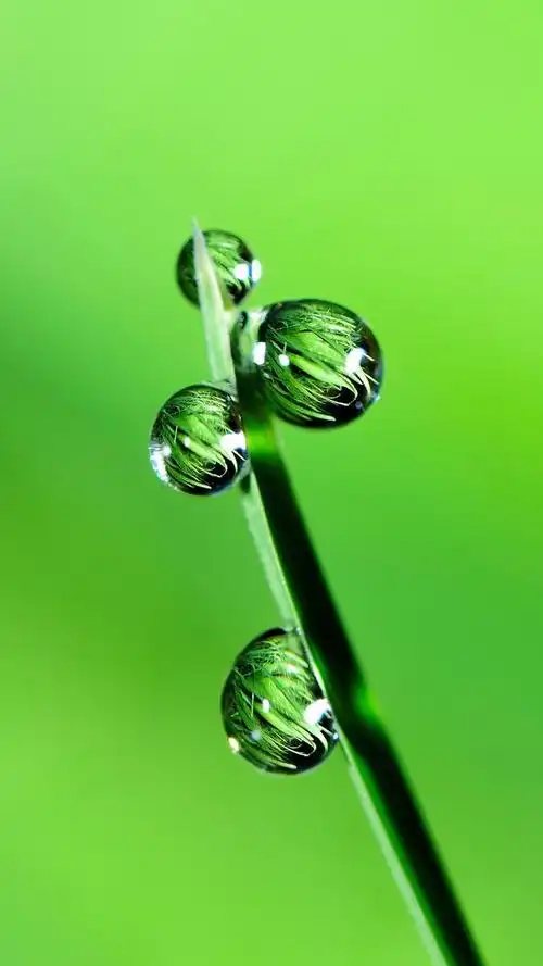 来一波"舒适养眼"的绿色养眼的壁纸,让你放松下吧～,绿色养眼的壁纸