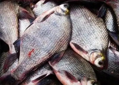 鳊鱼价格多少钱一斤