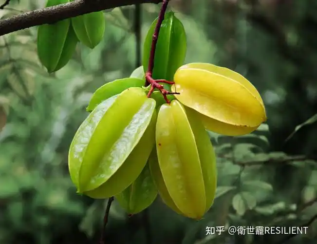 冬季的应季水果