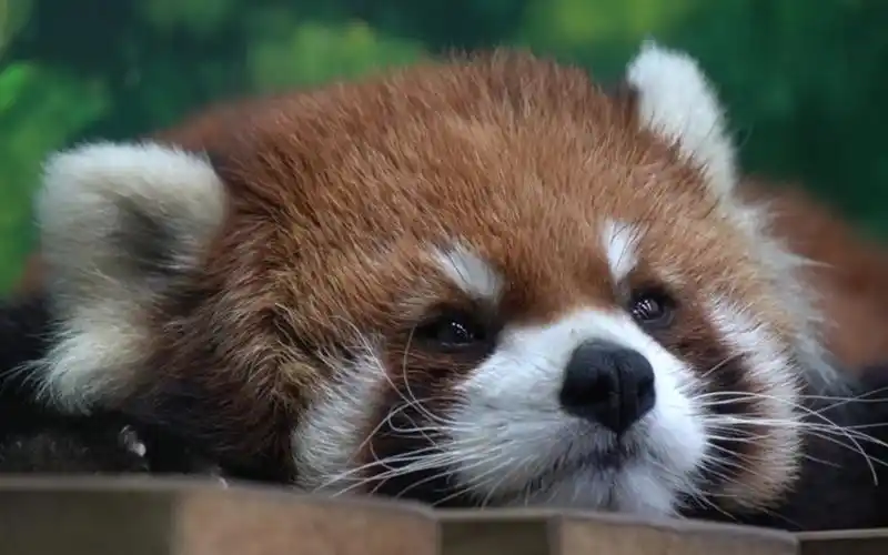 小熊猫大佬# 吃饱喝足睡大觉