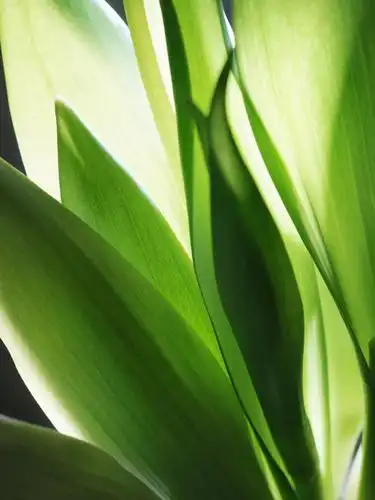 无人,竖图,室内,特写,白天,正面,爱情,郁金香,叶子,阴影,新鲜,反射