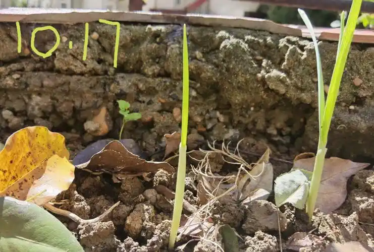 老师布置观察日记,要写植物生长的过程和自己的心情,小意不知道怎么写