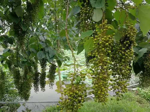 毛叶山桐子挂果篇