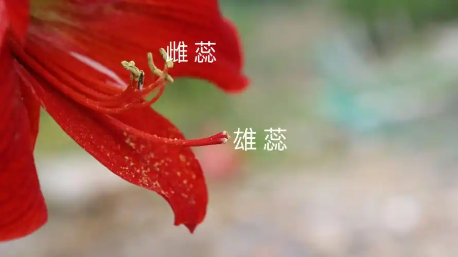 科学雄蕊雌蕊授粉不完全花形色app