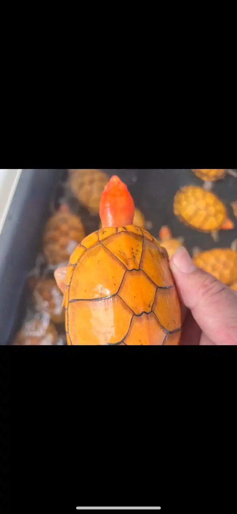 展示交流～ 美版小种红面#蛋龟 - 抖音