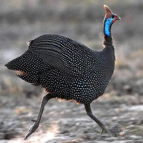 珍珠鸡养殖基地河北珍珠鸡永富柴鸡养殖就是棒