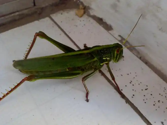 蝗虫