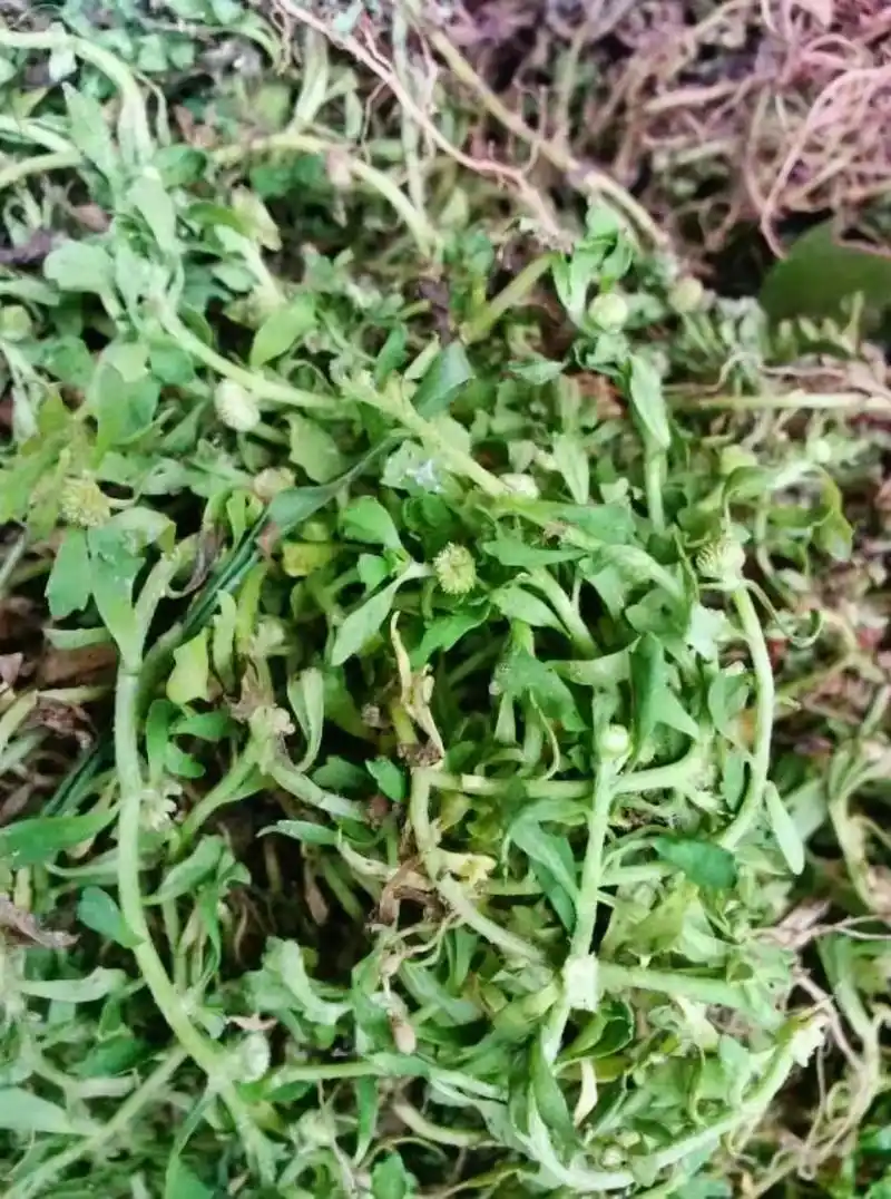 鹅不食草  白花蛇97舌草.别名:蛇舌草,羊须草,蛇总管 传 - 抖音