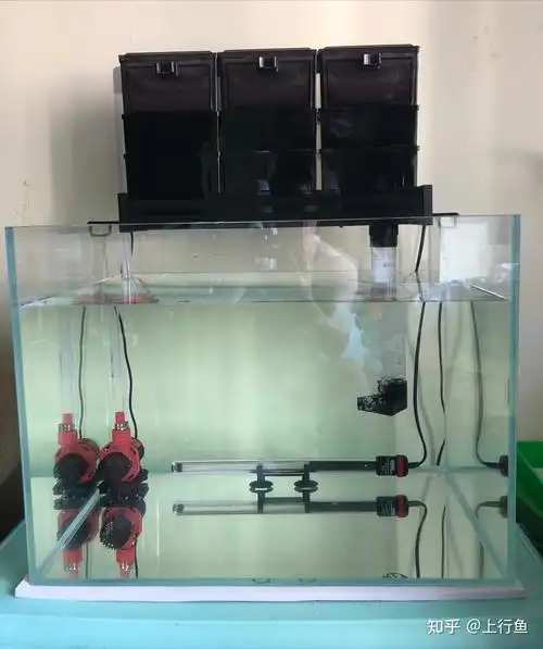 鱼缸潜水泵吸死鱼是什么原因