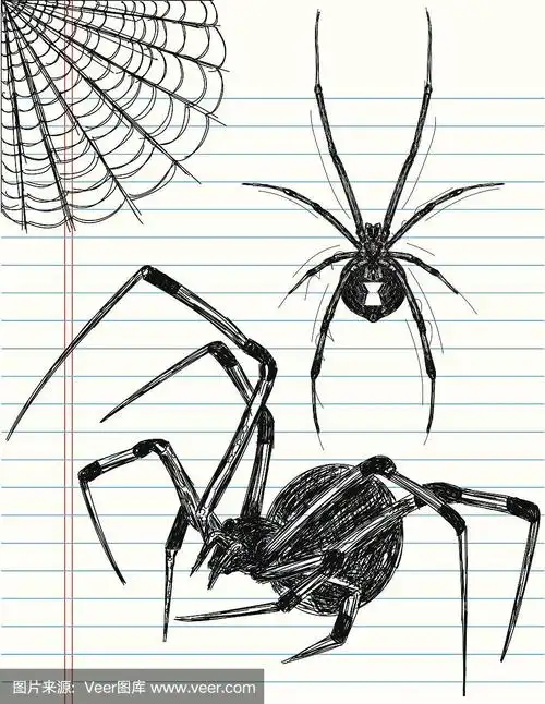 黑寡妇蜘蛛素描