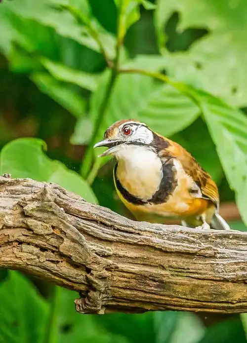 中型鸟类主要栖息于海拔1500米以下的低山丘陵和山脚平原地带的阔叶林