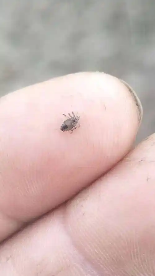 你好专家我养水牛水牛身上有特别多的这个虫子母牛又传给牛犊这是什么