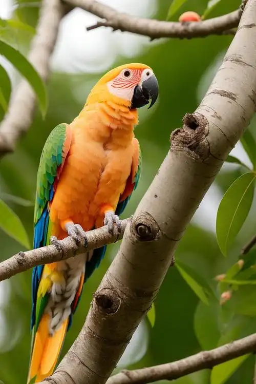 可爱的多姿彩鹦鹉
