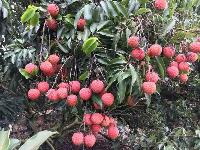 台湾益地 荔枝促花保果增产提质方案千万别错过.