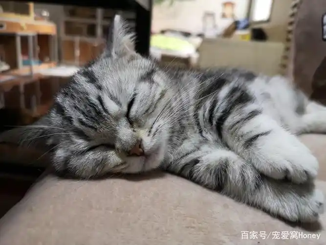 铲屎官记录他的宠物猫睡觉的样子,奶萌奶萌的,忍不住想亲一口!