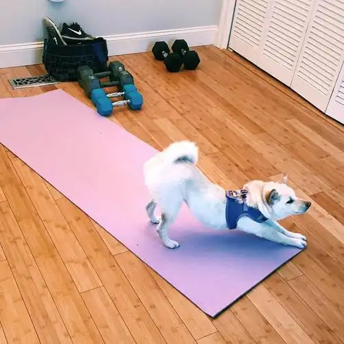 下犬式:日常做狗不是一件容易的事