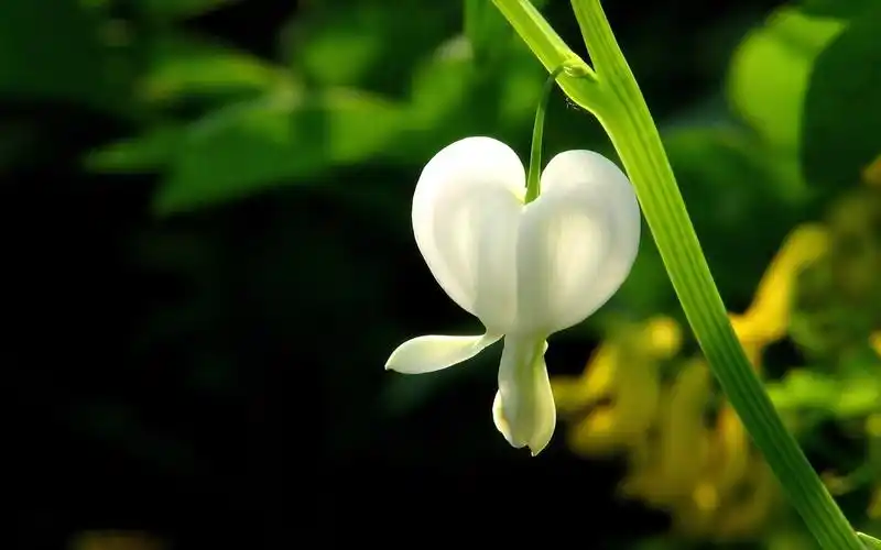 一朵白色小花的特写 壁纸 - 1440x900