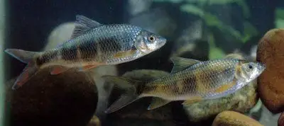 acrossocheilus iridescens  ,俗称 大鲮,灰鲮,什开依,什央,花腰鱼