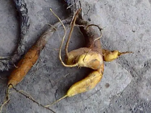 上发现一种植物,好多没有叶子,个别几棵有一片叶子,只有红色的三棱花