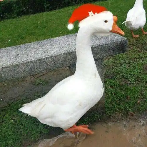 大司马最大的优点是什么?