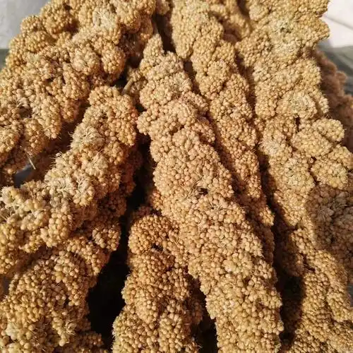 新谷穗天然小米穗鹦鹉零食带壳谷子鸟粮仓鼠粮饲料逗鼠棒造景装饰