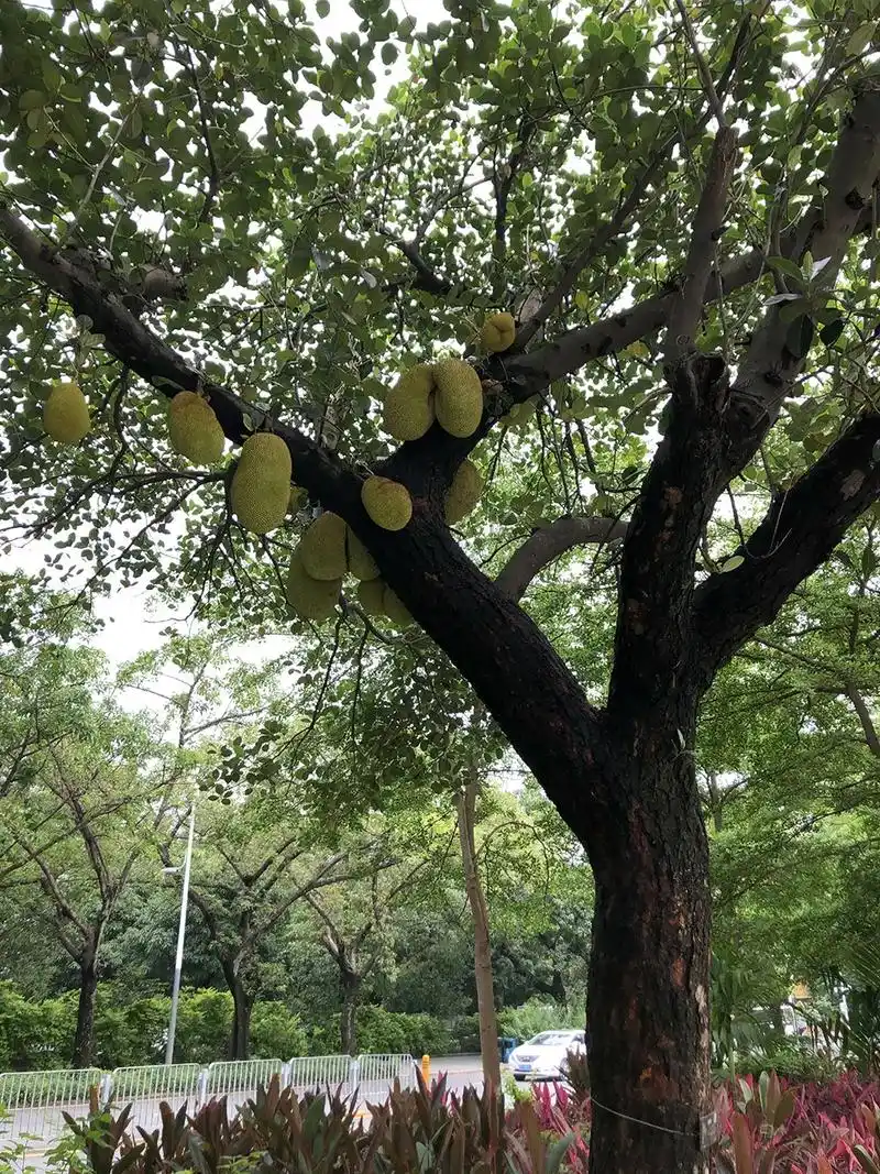昨日上午,消息报记者来到公园北路看到,路边很多菠萝蜜树枝繁茂,一些