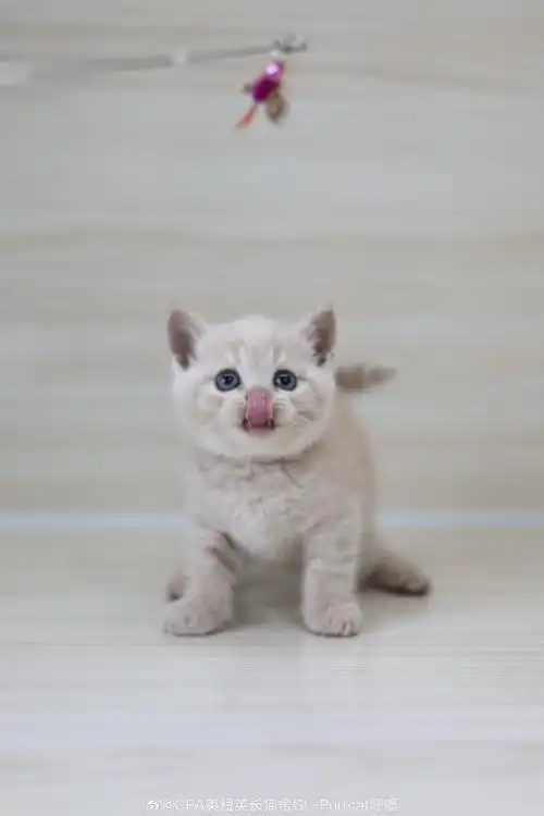 可预定~  英短猫舍超话英短乳白超话英短超话英国短毛猫超话#吸猫##广