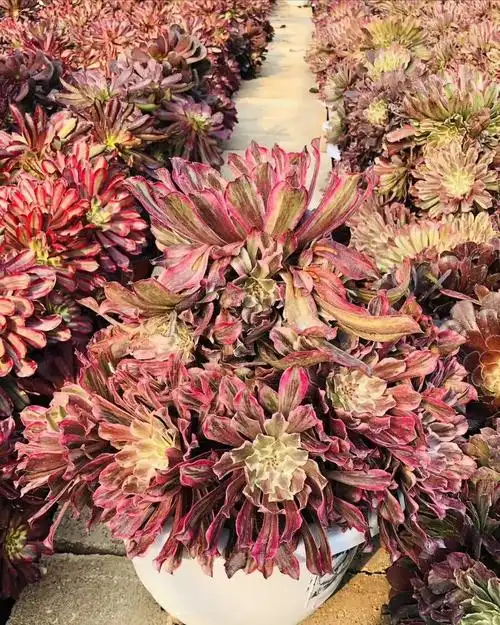 多肉植物:水墨画法师锦老桩