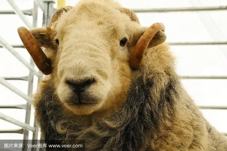 有角的,公羊,动物头,弯的,巨大的