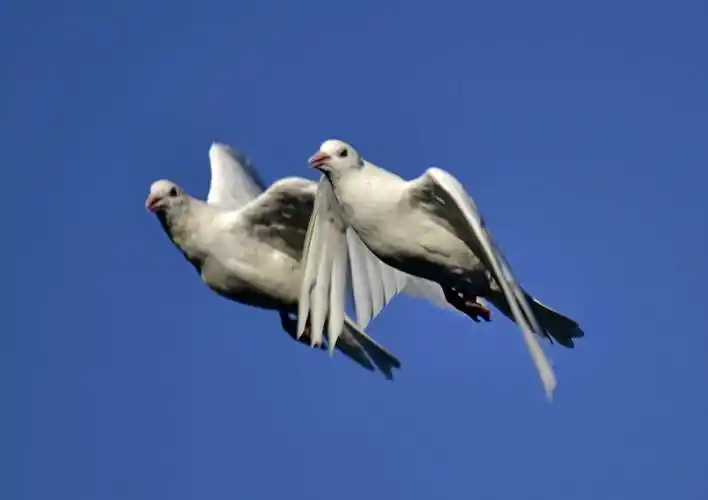 鸽子在蓝天下飞翔,翩翩起舞,千姿百态,赏心悦目!