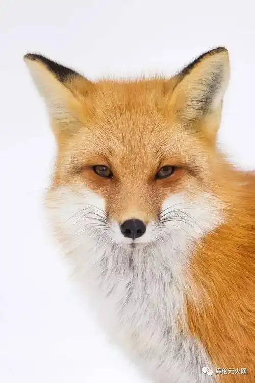 短片小说《流泪的狐狸》(1)_手机搜狐网