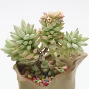 树冰 多头老桩 多肉植物 阳台花卉盆栽办公室内小小盆景肉肉 多肉