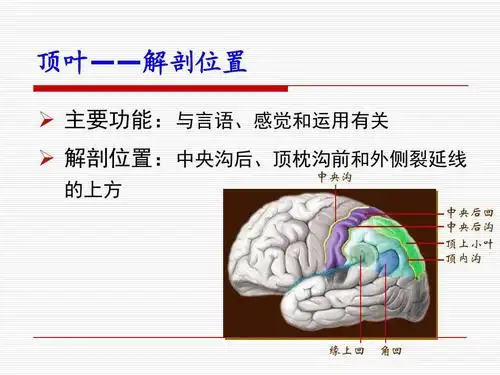 主要功能:与言语,感觉和运用有关   解剖位置:中央沟后,顶枕沟前和