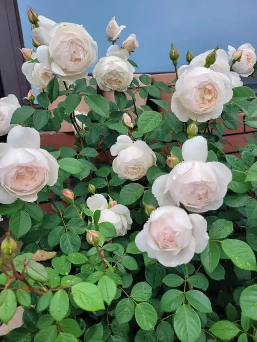 又是被黛丝美到的一天