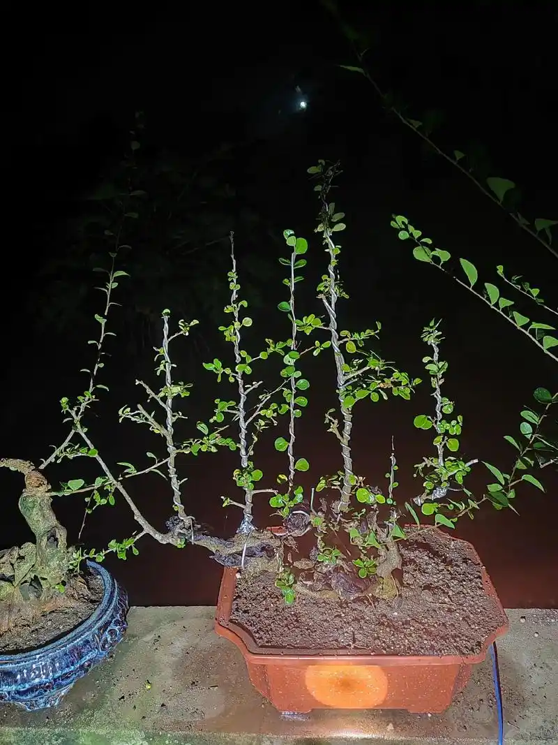 博兰盆景 #盆景素材 #爱生活爱养花 - 抖音