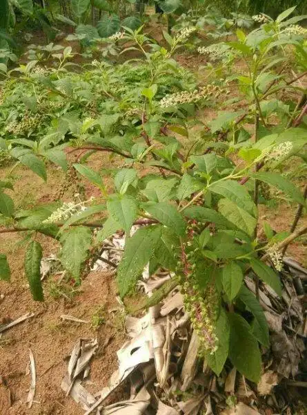 2016-05-29 09:54  最佳答案 商陆 根入药,以白色肥大者为佳,红根