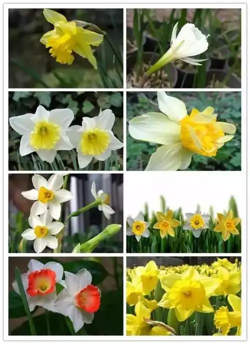 养花人最想要的品种大全,认花不求人!快快收藏!