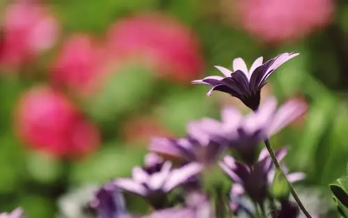 花朵,花,植物,花海,清新,护眼,风景,住在春天花朵壁纸图片