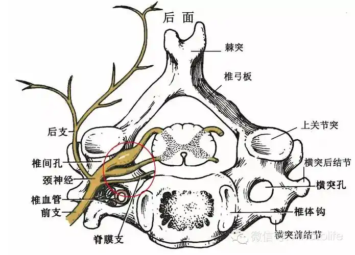 与颈椎病有关的解剖学知识下