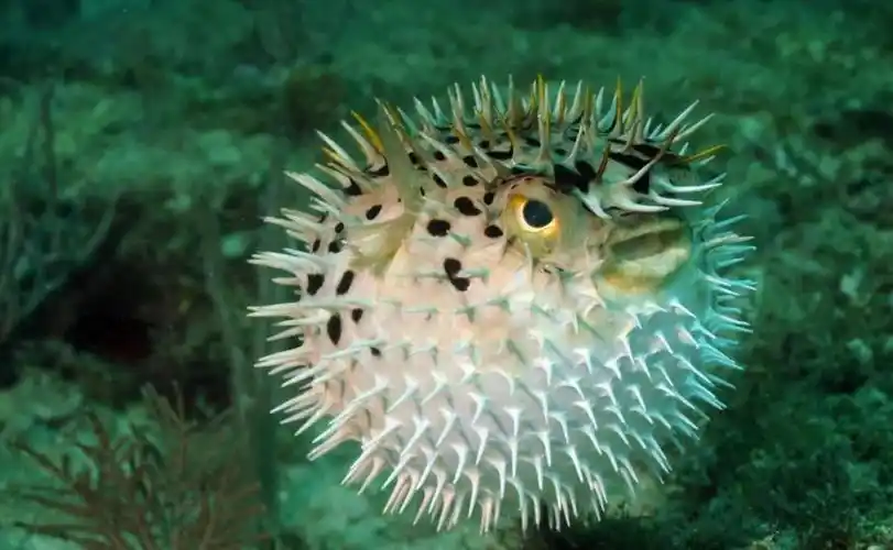 野生河豚有剧毒