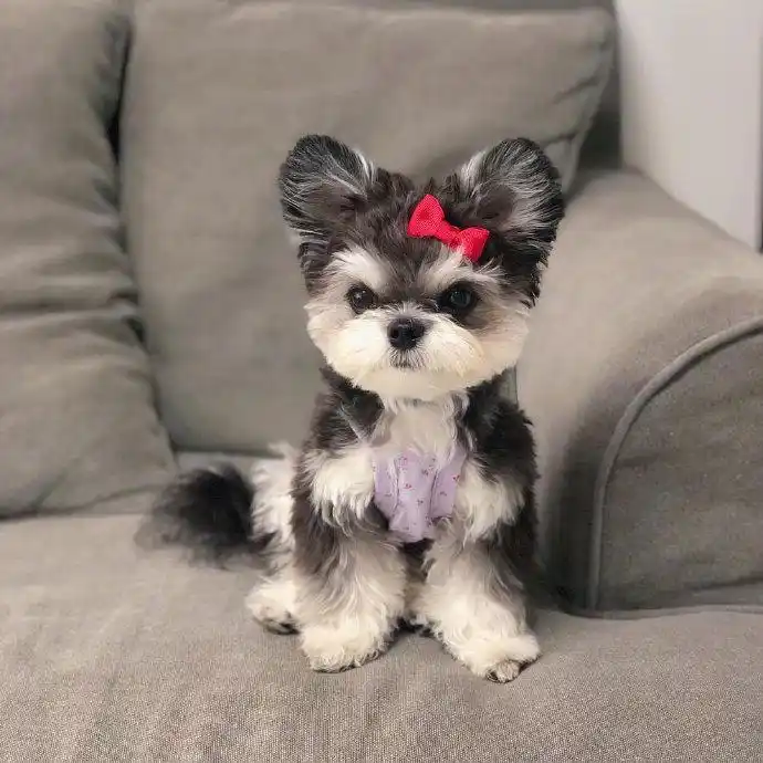 雪纳瑞和贵宾混血也太可爱了叭